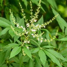 Image result for Phyllanthus mendoncae