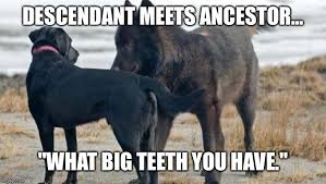 Dog Meets Wolf Memes Gifs Imgflip