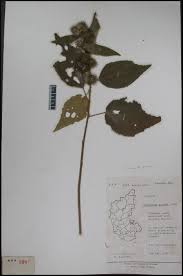 Image result for Triumfetta pilosa