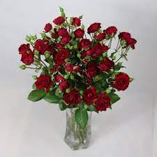 Maybe you would like to learn more about one of these? Names Of Decorative Flowers Fresh Cut Spray Roses Foliage Plants Buy Fresh Cut Spray Roses Fresh Cut Flowers Rose Foliage Plants Names Of Decorative Flowers Rose Wholesale From Kunming Wedding Flowers Holland Roses Rainbow