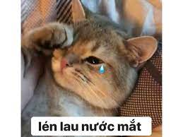 Tổng hợp 101+ ảnh meme mèo bựa, hài hước và đáng yêu nhất