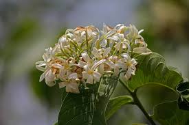 Image result for Holarrhena pubescens