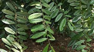 Image result for Diospyros gabunensis