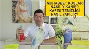 Muhabbet Kusu Nasil Yikanir Kafes Temizligi Youtube