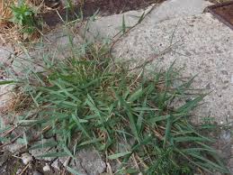 Image result for Eustachys paspaloides