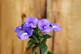 Image result for Browallia speciosa