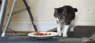 Seeing A Cat Walk On A Treadmill Chasing Food Basically Sums Up Life Funny Cat Videos Cat Exercise Cat Memes