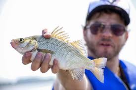 Freshwater Drum Fish Facts