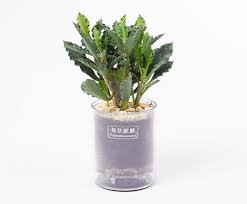 Image result for Euphorbia unicornis