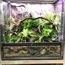 Pink Zebra Fish In The Vivarium Video Vivarium Frog Terrarium Dart Frog Vivarium