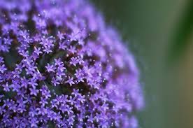 This flower seed can grow as a perennial in usda group: Trachelium Plant Growing Guide Throatwort Blue Lace Flower