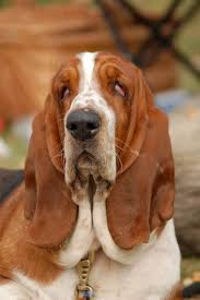 Free hush puppy hund vector download in ai, svg, eps and cdr. Basset Hound Wikipedia La Enciclopedia Libre