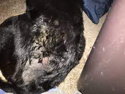 Help Dog Relentlessly Chewing Himself Trying To Diagnose His Allergies And Determine Treatment Dogs