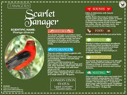 Birds Of A Feather Song Download Pin On Birds