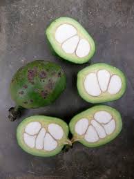 Image result for Buchholzia