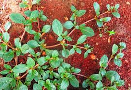 Image result for Alternanthera pungens
