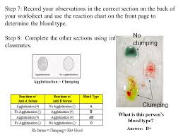 human blood groups multiple alleles and codominance ppt