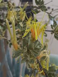 Image result for Erianthemum virescens