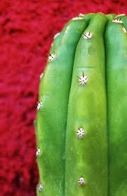 My friend has an 8 foot, 200 lb mother plant so i've never really looked in to. San Pedro Cactus Wallpapers For Android Apk Download