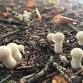 Foraging Walk event image