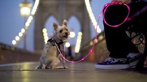 Illuminated Dog Leash How Cool Kopek Hayvan