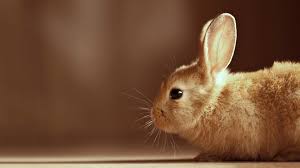 صور ارنب Hd خلفيات ارانب صغيرة حلوة و جميلة 10 سوبر كايرو