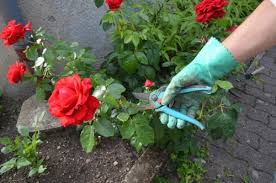 Techniques de tailles suivant les rosiers. Comment Tailler Les Rosiers Willemse Vous Conseille