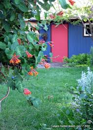 Check spelling or type a new query. Calgary Garden Coach Scarlet Trumpet Honeysuckle Vine