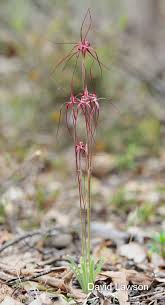 Image result for Erythrococca polyandra