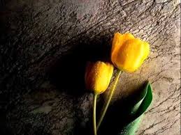 القصيدة للشاعر محمود حسن إسماعيل ربي سبحانك دوما يا إلهي نغمة تسري بقلبي وشفاهي كلما Yellow Tulips Yellow Flower Wallpaper Beautiful Flowers Wallpapers