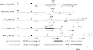 Download uc browser for pc 6.12909.1603 for windows for free, without any viruses, from uptodown. Mutations In A Peptidylprolyl Cis Trans Isomerase Gene Lead To A Defect In 3 End Formation Of A Pre Mrna Insaccharomyces Cerevisiae Journal Of Biological Chemistry