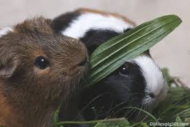 We did not find results for: Can Guinea Pigs Eat Grass Hazards How Much More Guinea Pig 101