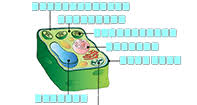 Cells are the basic structure and functional unit of all plant cells are easier to identify than animal cells because they have a cell wall made of cellulose. Plant Cell Labeling Plant Game Turtle Diary