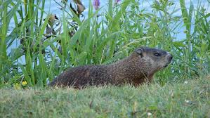 Groundhogs can be excluded from small areas such as backyard gardens and under buildings by simple fencing. How To Get Rid Of Groundhogs 13 Best Ways In 2021