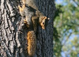 How Come We Never Seem To See Baby Squirrels Out And About