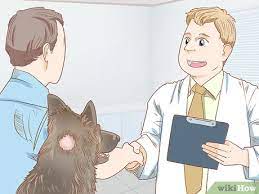 How To Grow Dog Hair Back 10 Steps With Pictures Wikihow Pet
