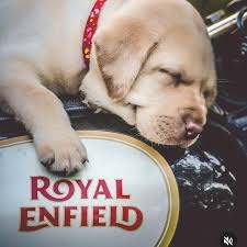 The Bull Bike Rental in Mount Abu