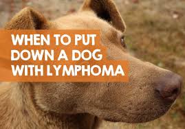Unfortunately, lymphoma is one of the most common cancers in dogs. When To Put A Dog Down With Lymphoma What We Learned