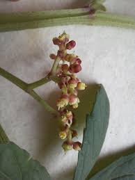 Image result for Cissus crusei