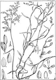 Image result for Panicum hymeniochilum