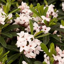 Most fragrant flowers zone 6. Sweetly Scented Shrubs Zones 4 7