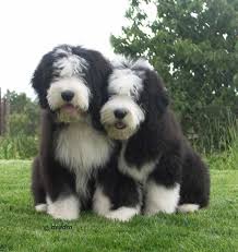 Black And White Old English Sheepdog Puppy Bearded Collie Pictures Photos Pics Bearded Collie Puppies Collie Puppies Dogs