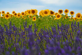 Image result for sunflowers and lavender fields