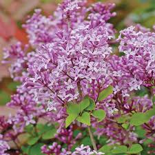 We did not find results for: Lilac Syringa Dwarf Standard Suttons
