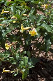 Image result for Allamanda schottii