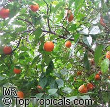 Image result for Citrus reticulata