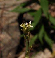 Image result for Turritis glabra