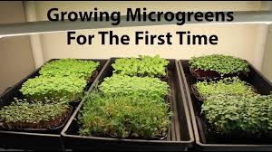 List of tabletop display shelves. Growing Microgreens For The First Time Step By Step