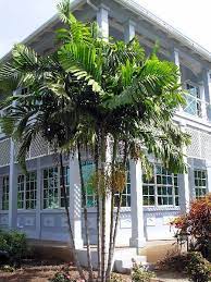 Ptychosperma Macarthurii Pool Plants Palm Garden Tropical Landscaping
