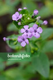 Image result for Teedia lucida